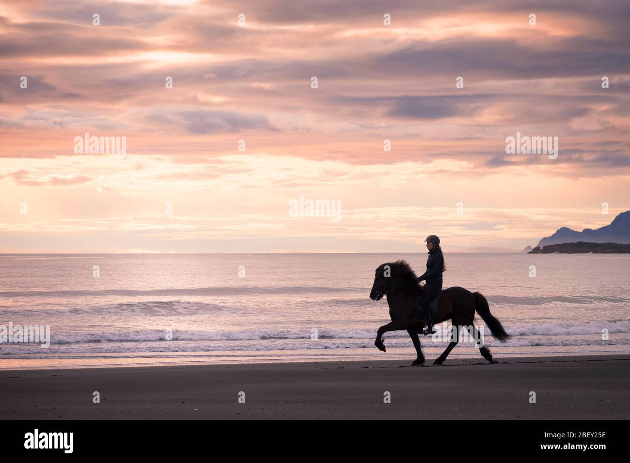Icelandic Horse. Rider on black gelding on a deserted beach in sunset. Iceland Stock Photo