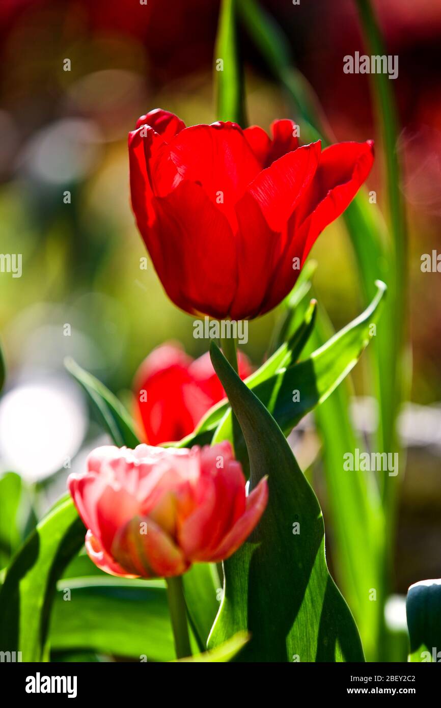 Tulipa 'Seadov' triumph tulip bulbs Stock Photo