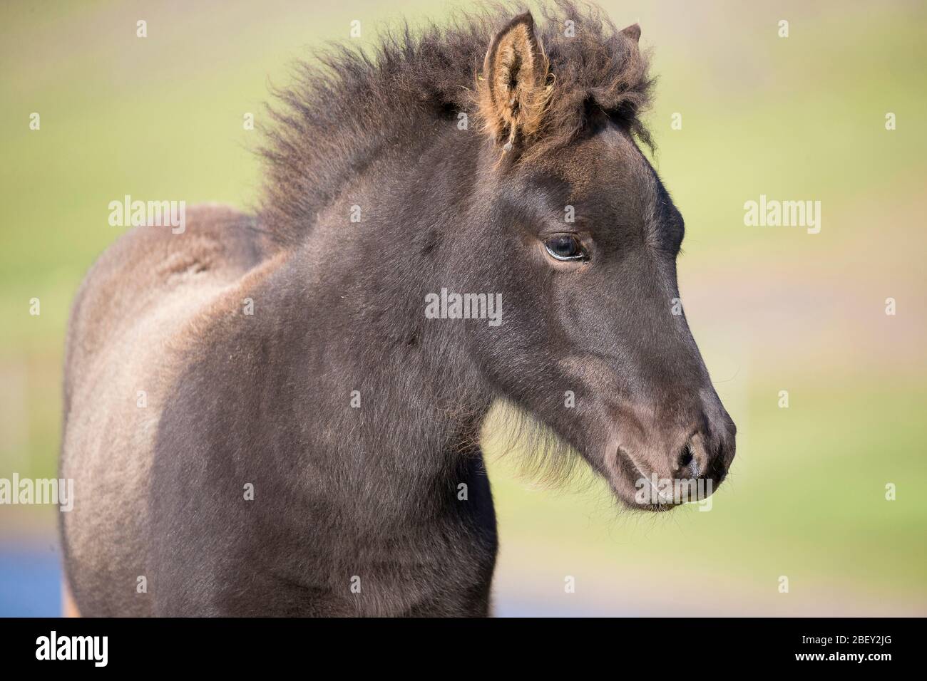 Icelandic Horse. Portrait of black foal. Iceland Stock Photo