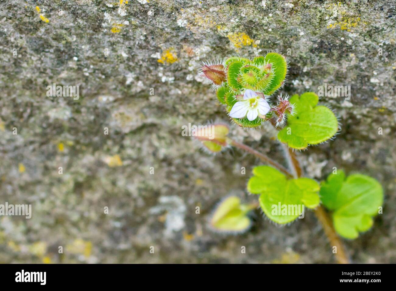 Ivy-leaved Speedwell (veronica hederifolia), close up of several flowering plants growing from the edge of the pavement and up a stone wall. Stock Photo