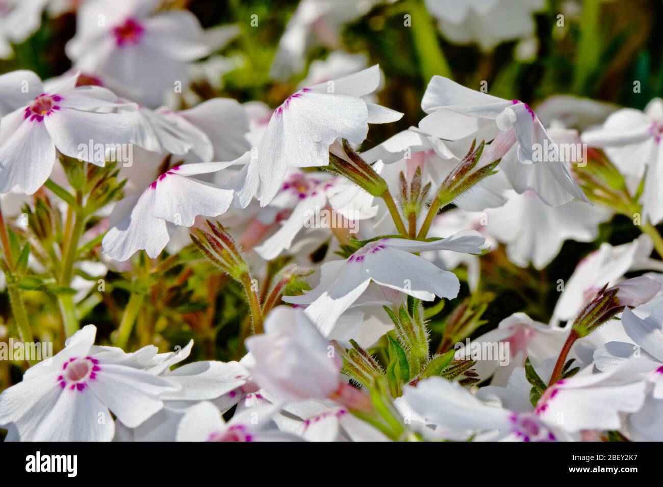 Phlox subulata ‘Amazing Grace’ Stock Photo