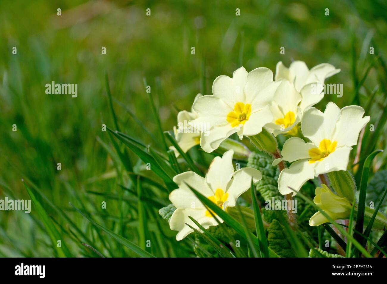 Primroses (primula vulgaris), close up of a group of flowers growing in the grass at the edge of a field. Stock Photo