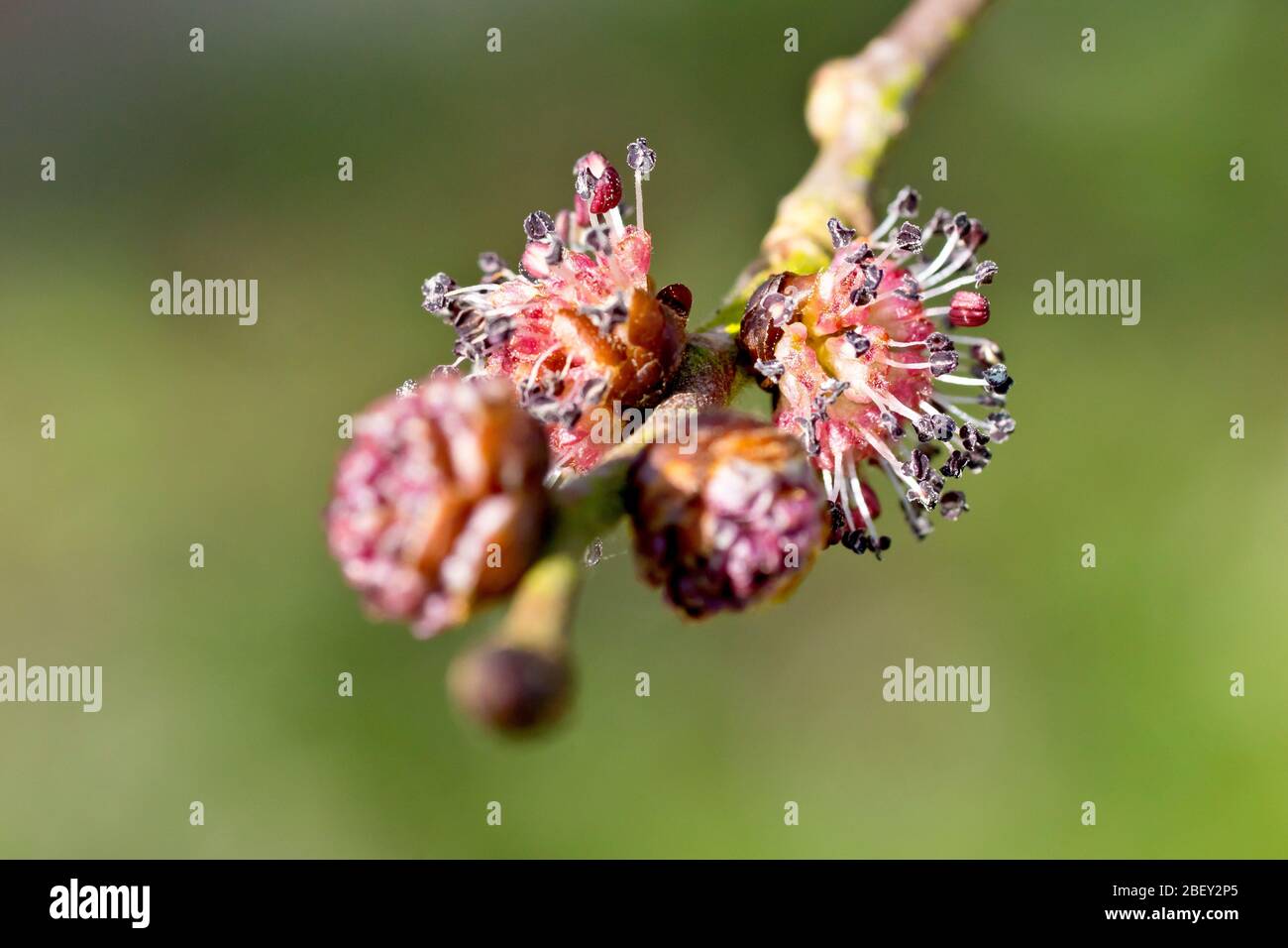 Wych Elm (ulmus glabra), close up of the flowers bursting into bloom on a branch, isolated against a plain background. Stock Photo