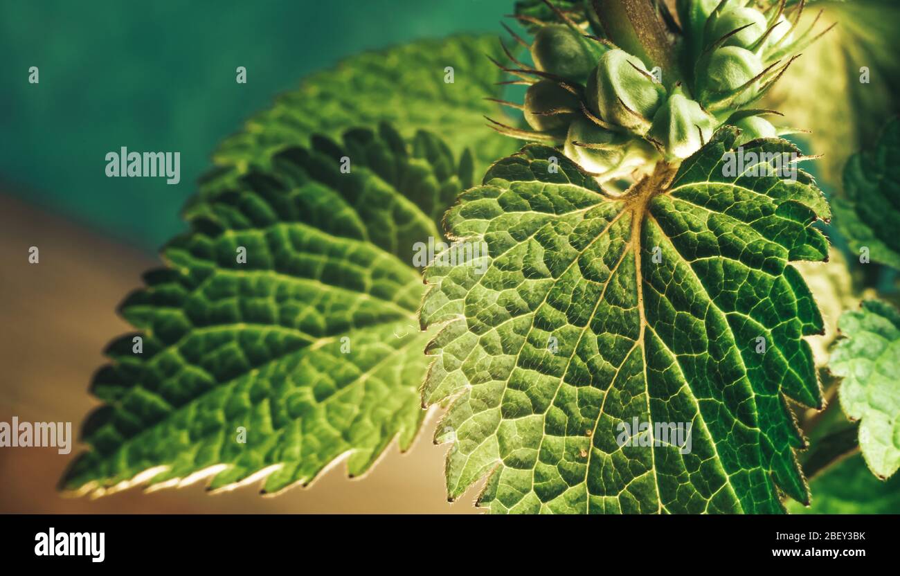 Close up Beautiful plant leaf (Lamium purpureum). Natural pattern background texture for design. Macro Photography view. Stock Photo