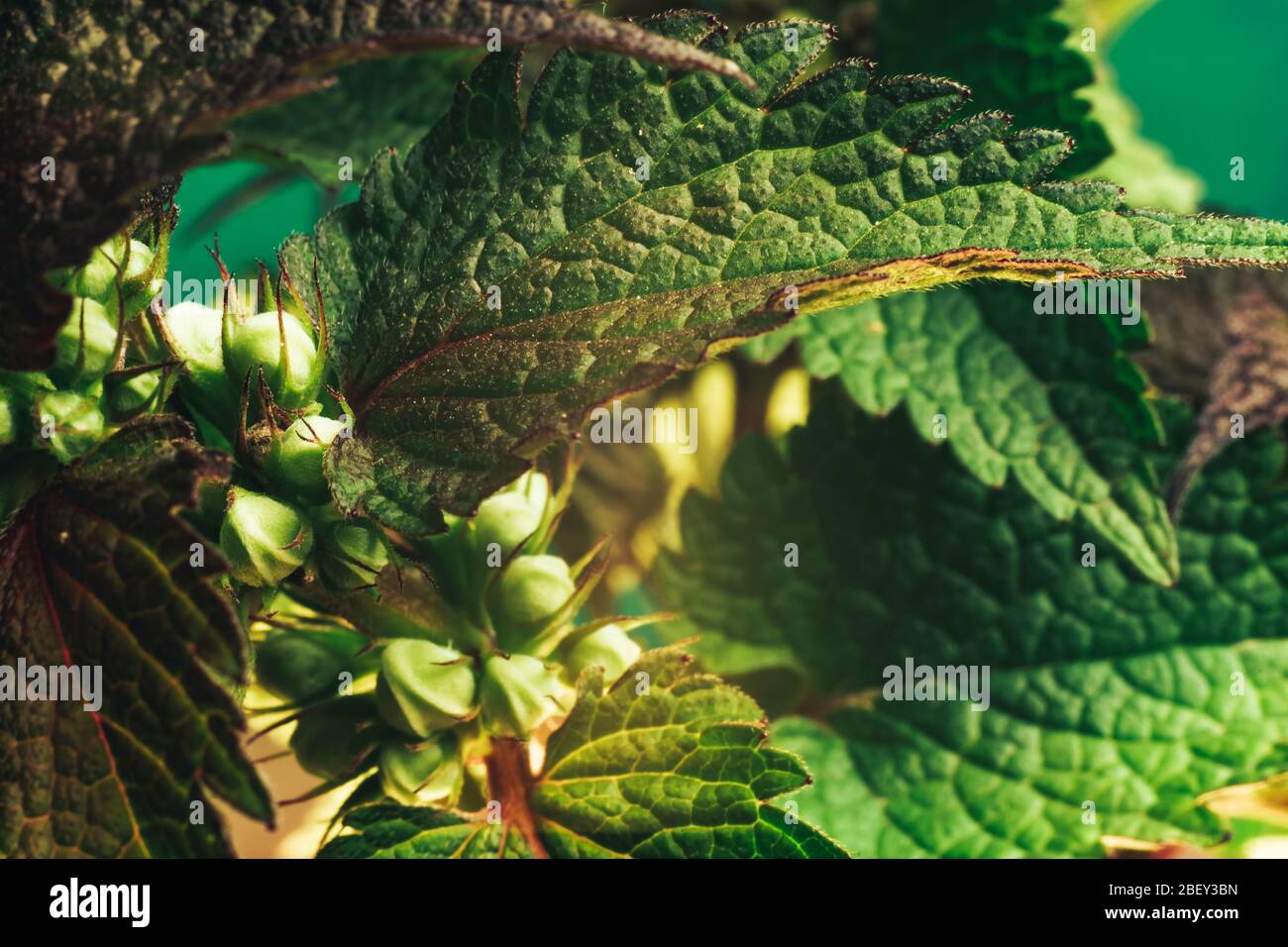 Close up Beautiful plant leaf (Lamium purpureum). Natural pattern background texture for design. Macro Photography view. Stock Photo