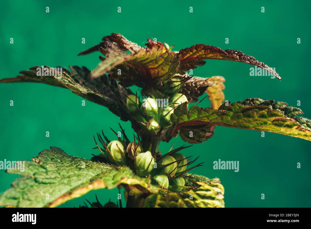 Beautiful plant leaf (Lamium purpureum) on a green background texture. Macro Photography view. Stock Photo