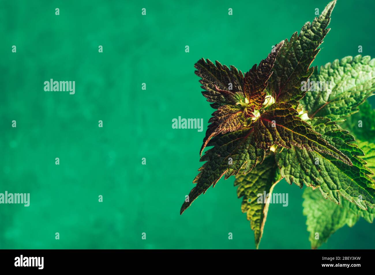 Beautiful plant leaf (Lamium purpureum) on a green background texture. Macro Photography view. Stock Photo