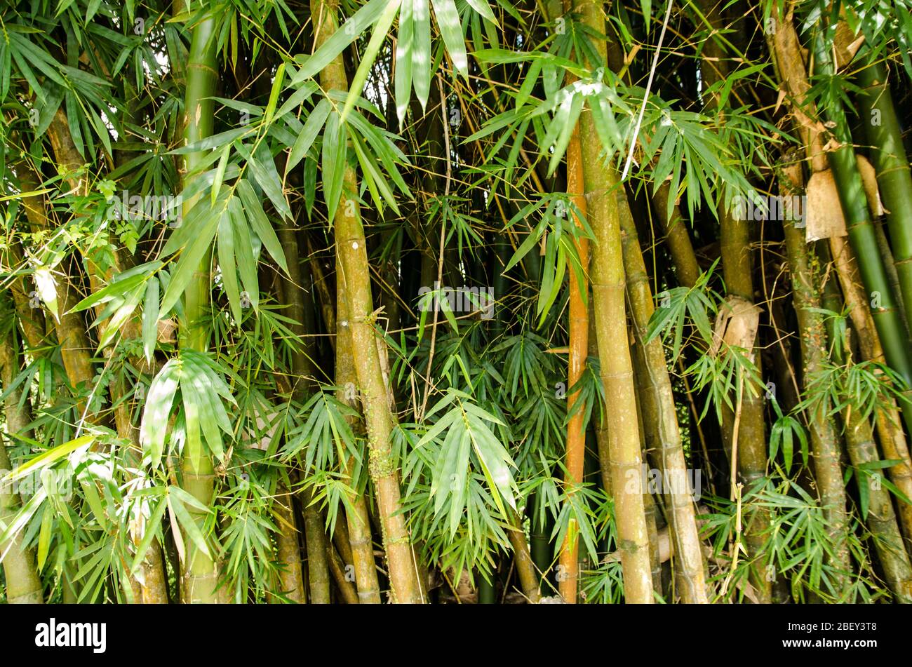Background image of bamboo stems and leaves in dappled sunshine Stock