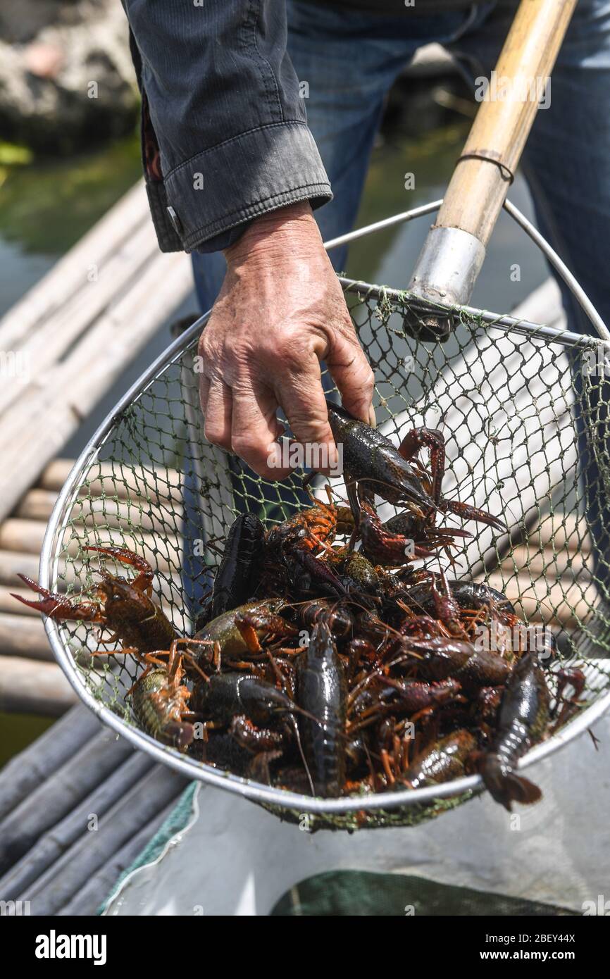 (200416) -- CHANGXING, April 16, 2020 (Xinhua) -- A villager displays the crayfish at a fish farm with photovoltaic panels installed on the surface in Gulong Village of Changxing County, east China's Zhejiang Province, April 16, 2020. The fish farm, covering an area of 500 mu (about 33.3 hectares), is used to raise fish and, at the same time, to generate electricity after photovoltaic panels are installed on its surface. Generating more than 20 million kilowatt-hour electricity annually, the application of photovoltaic panels can create a revenue of over 10 million yuan (about 1.41 million Stock Photo