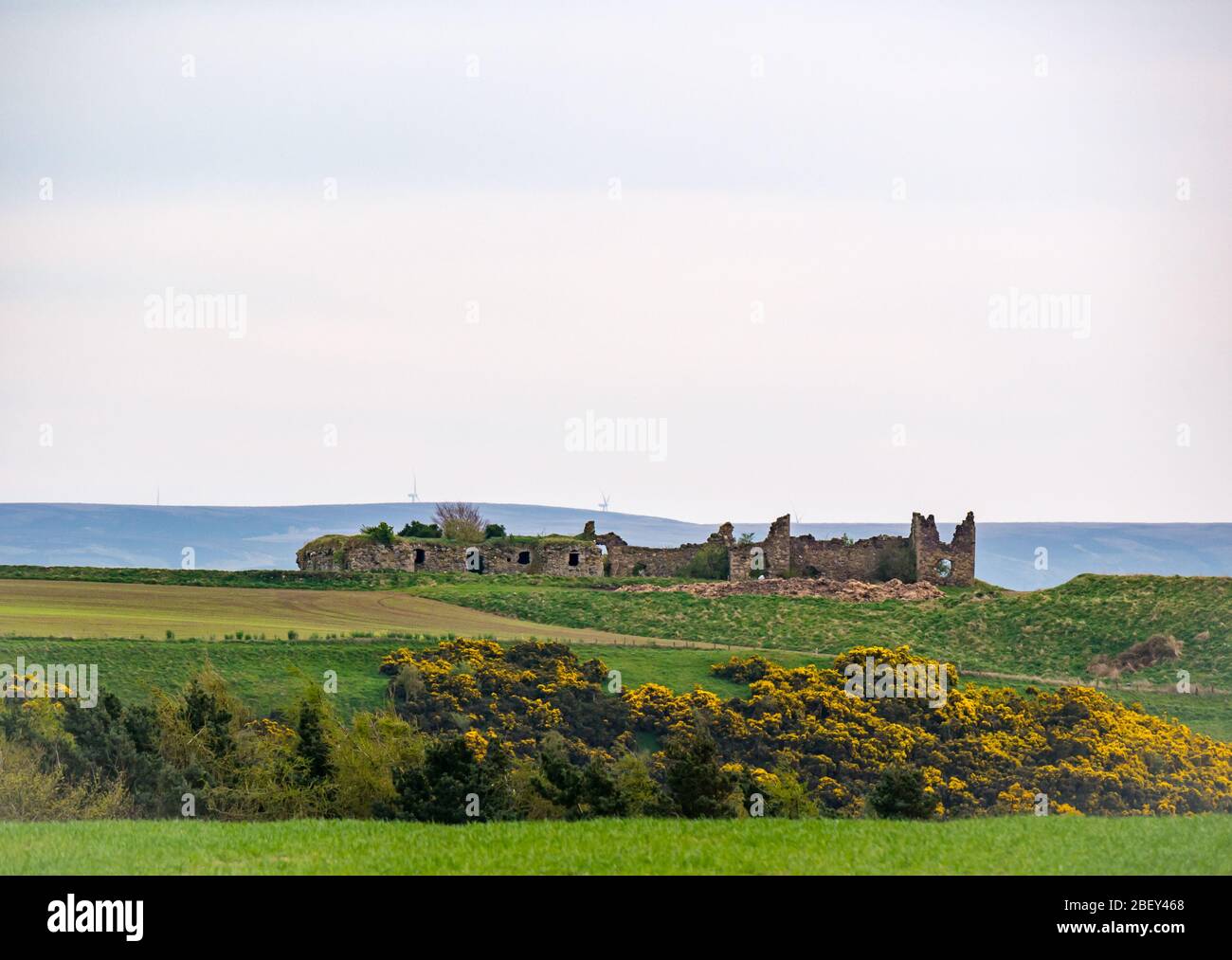 View of Barnes Castle on Garleton hill ridge with yellow flowering gorse, East Lothian, Scotland, United Kingdom Stock Photo