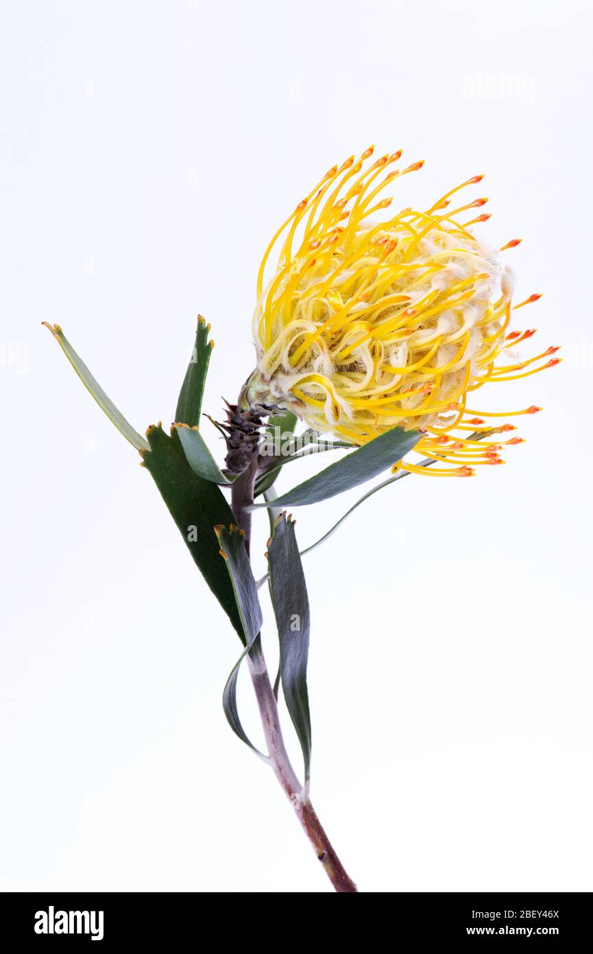 Yellow pincushion protea closeup. Leucospermum conocarpodendron. Close up on white background