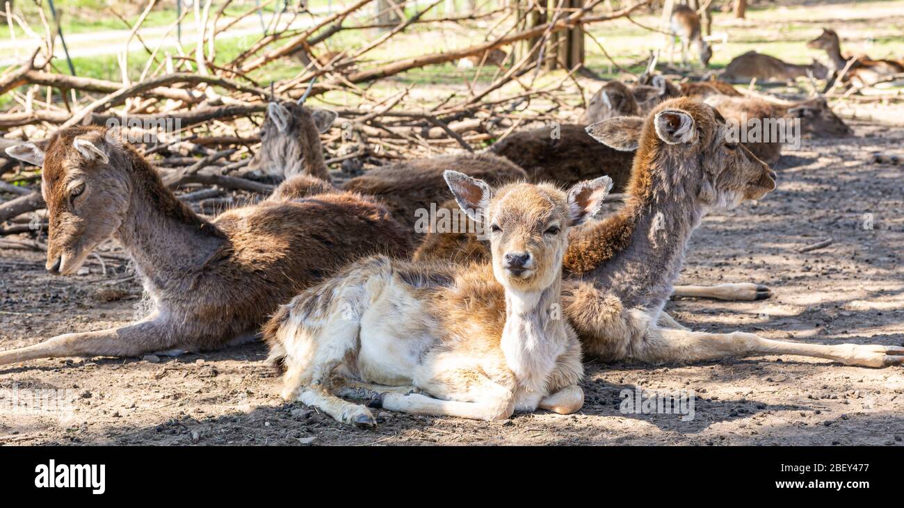 Roe deer and deer in a natural habitat. Stock Photo