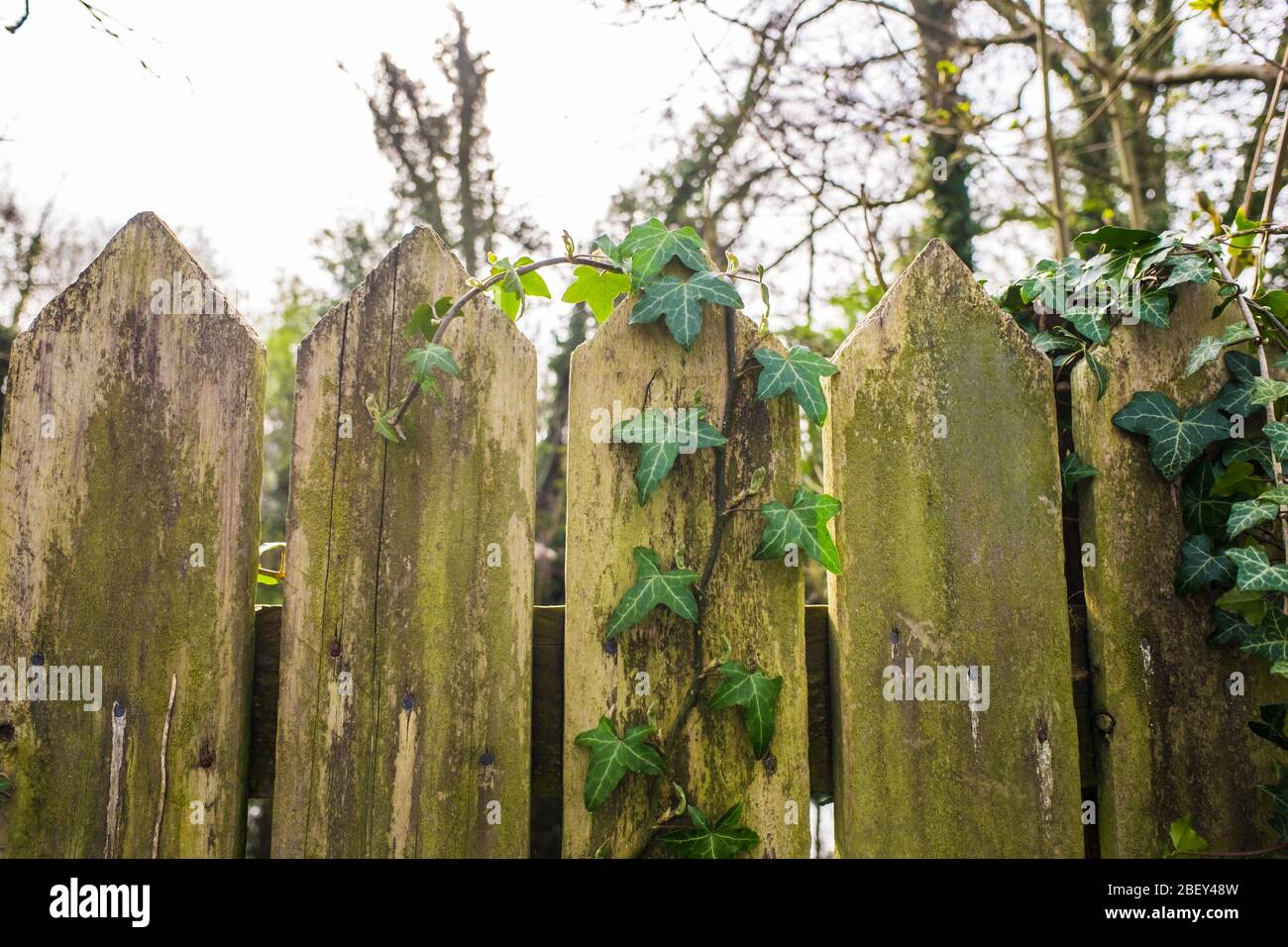 old wooden fence with green stems ivy UK Stock Photo - Alamy