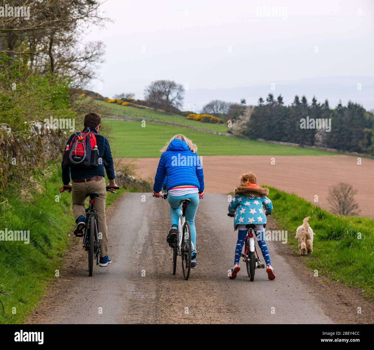 Family cycling on country lane during Covid-19 Coronavirus pandemic for daily exercise, East Lothian, Scotland, UK Stock Photo