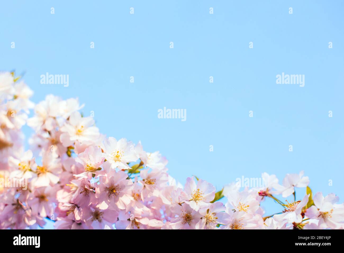 Amazing pink cherry blossoms on the Sakura tree in a blue sky ...