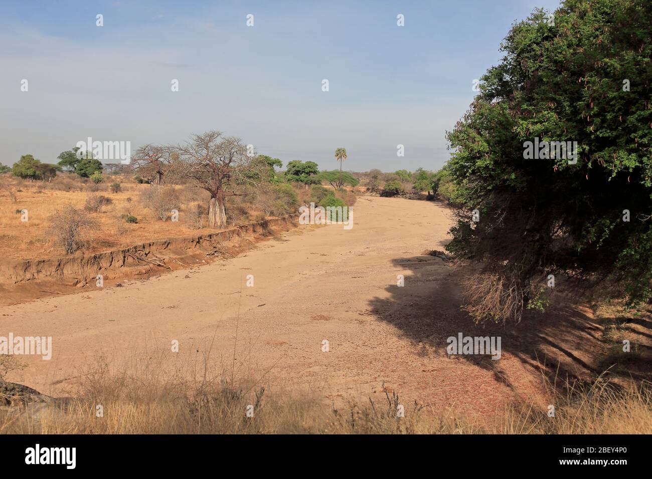 View of a dry riverbed in Ruaha National Park, Tanzania Stock Photo