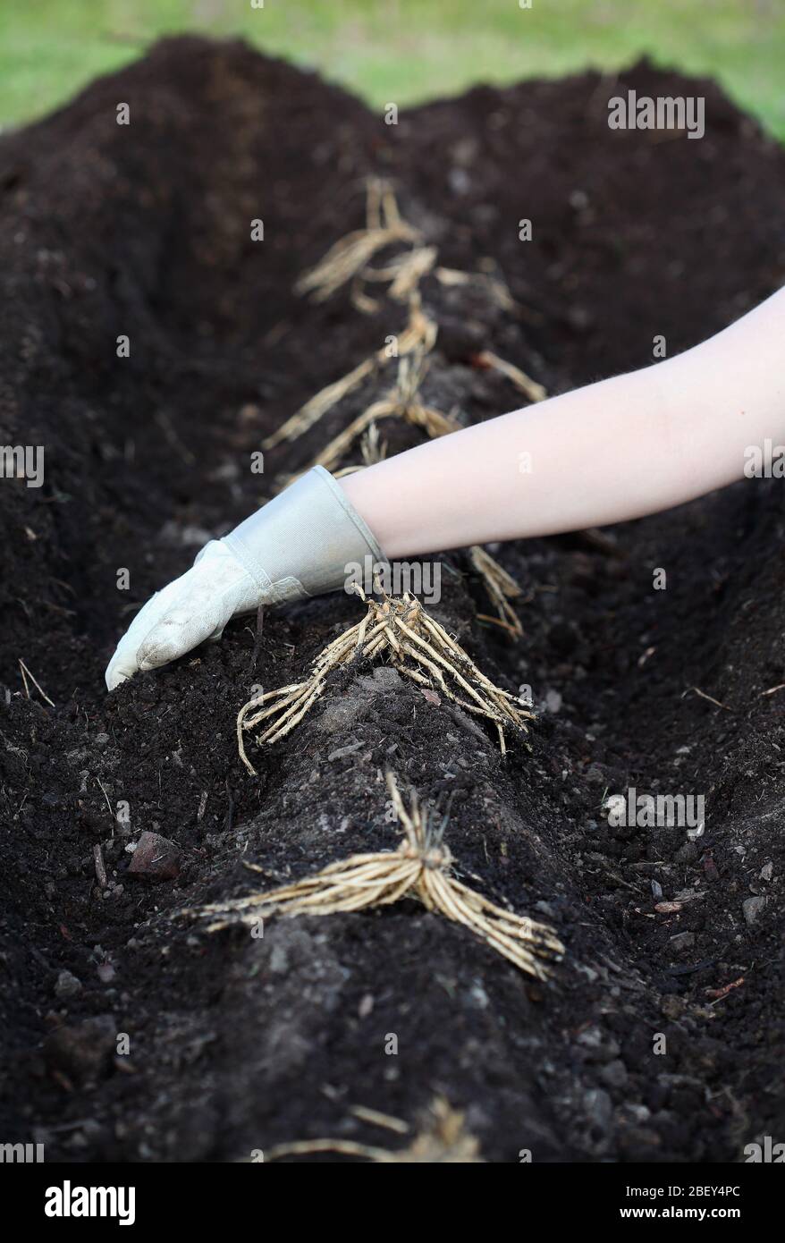 A Row of Asparagus rhizomes or crowns being planted by a young woman in