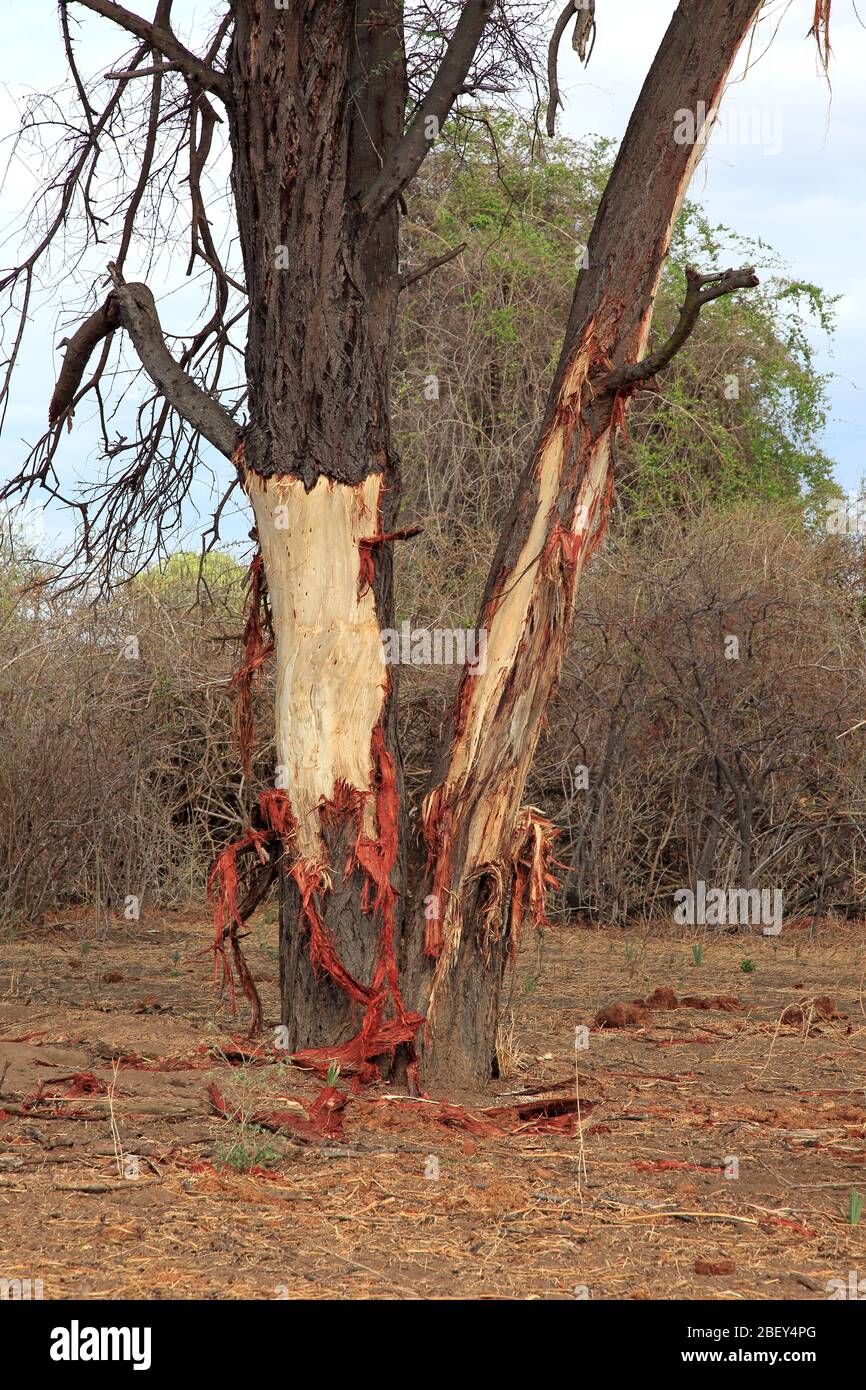 Tree damage, caused by elephants in Tanzania, Africa Stock Photo