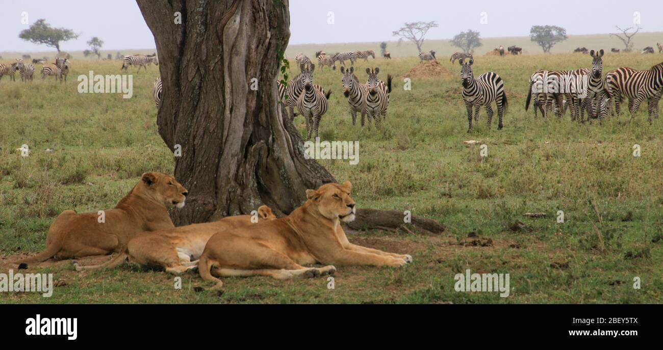 Lionesses rest in the shade. A large herd of zebras in the background. Photographed at Serengeti National Park, Tanzania Stock Photo