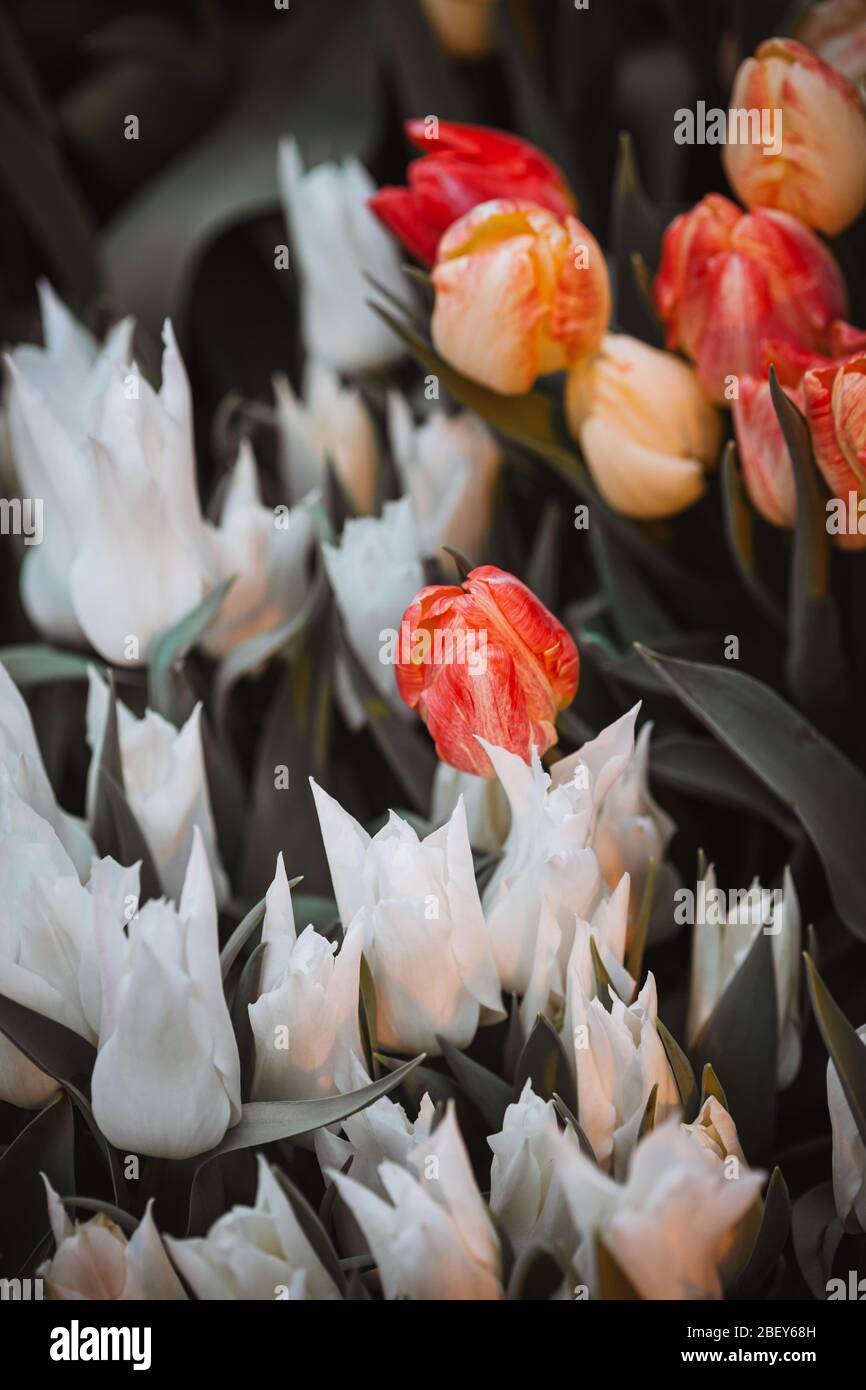 Beautiful variegated tulips in the garden. Muted colors. Stock Photo