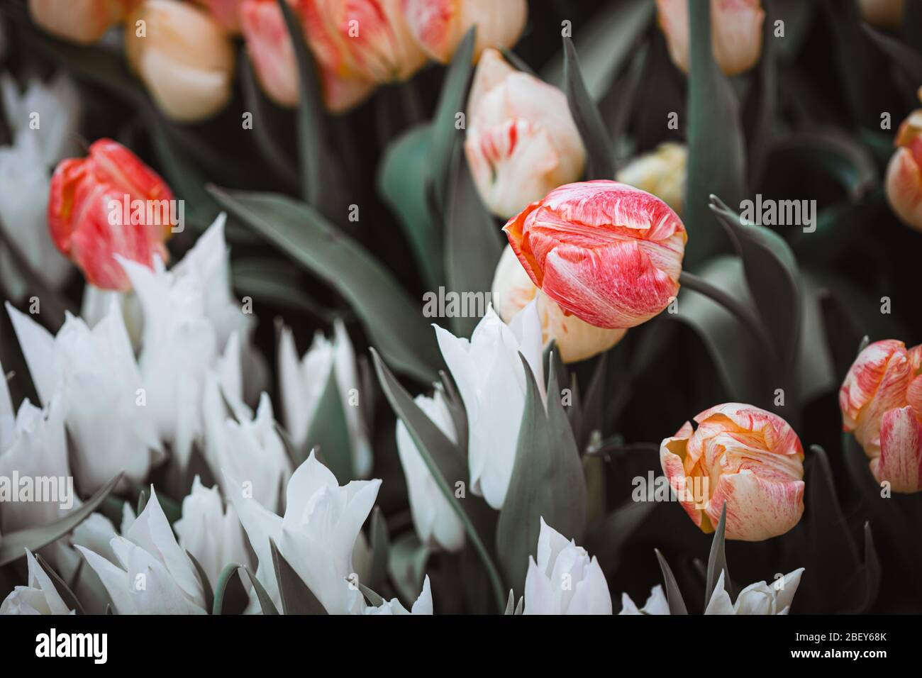 Beautiful variegated tulips in the garden. Muted colors. Selective focus, grain Stock Photo