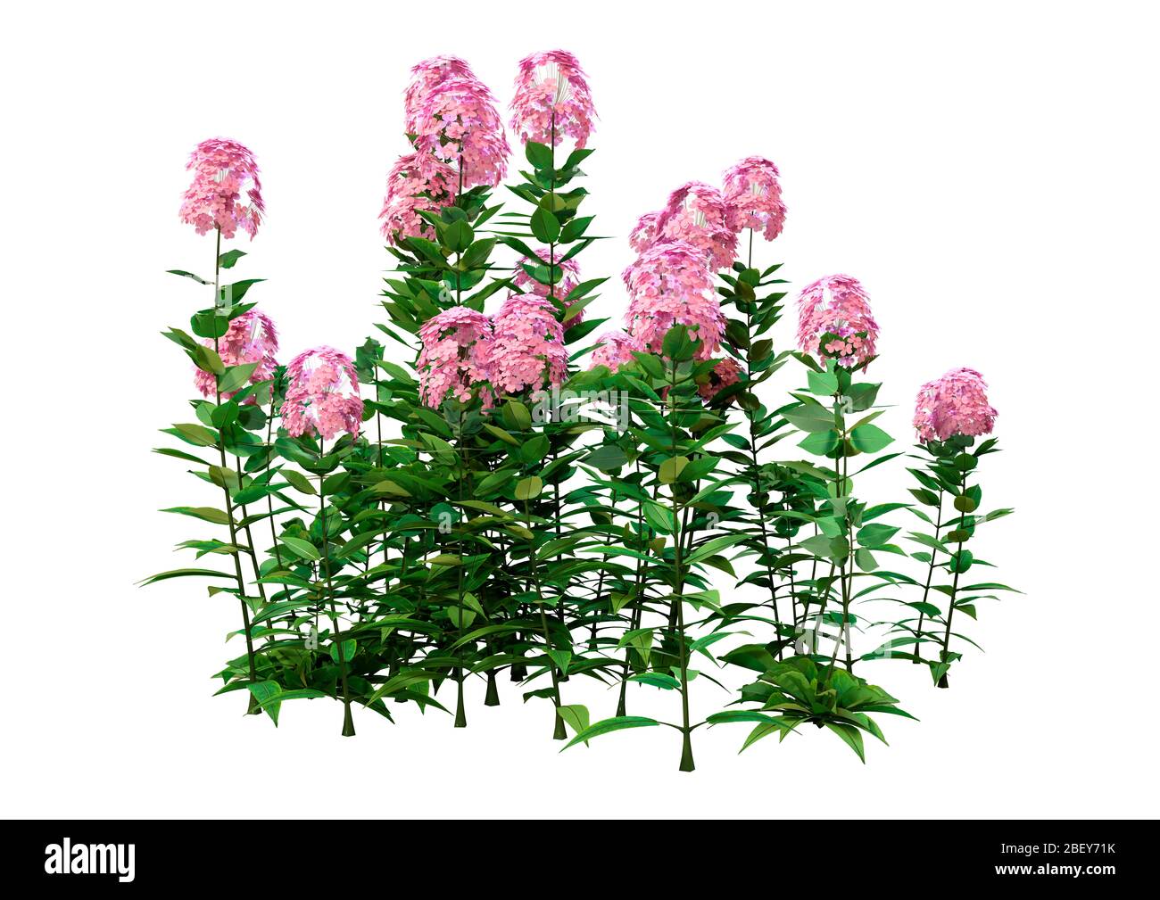 3D rendering of border Phlox or Phlox paniculata flowers isolated on white background Stock Photo
