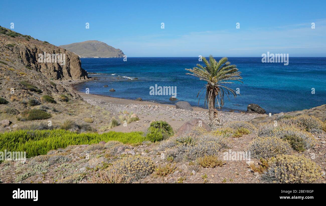 Spain Mediterranean coast in Andalusia, a small rocky beach with a palm tree, Cabo de Gata Nijar natural park, Cala de los toros, Almeria Stock Photo