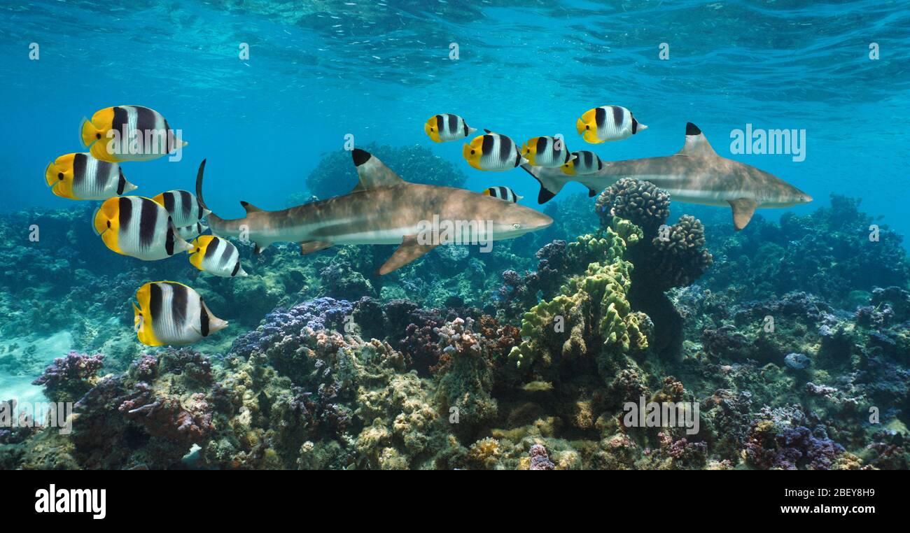 Sharks underwater in a colorful coral reef with tropical fish, Pacific ocean, French Polynesia, Oceania Stock Photo