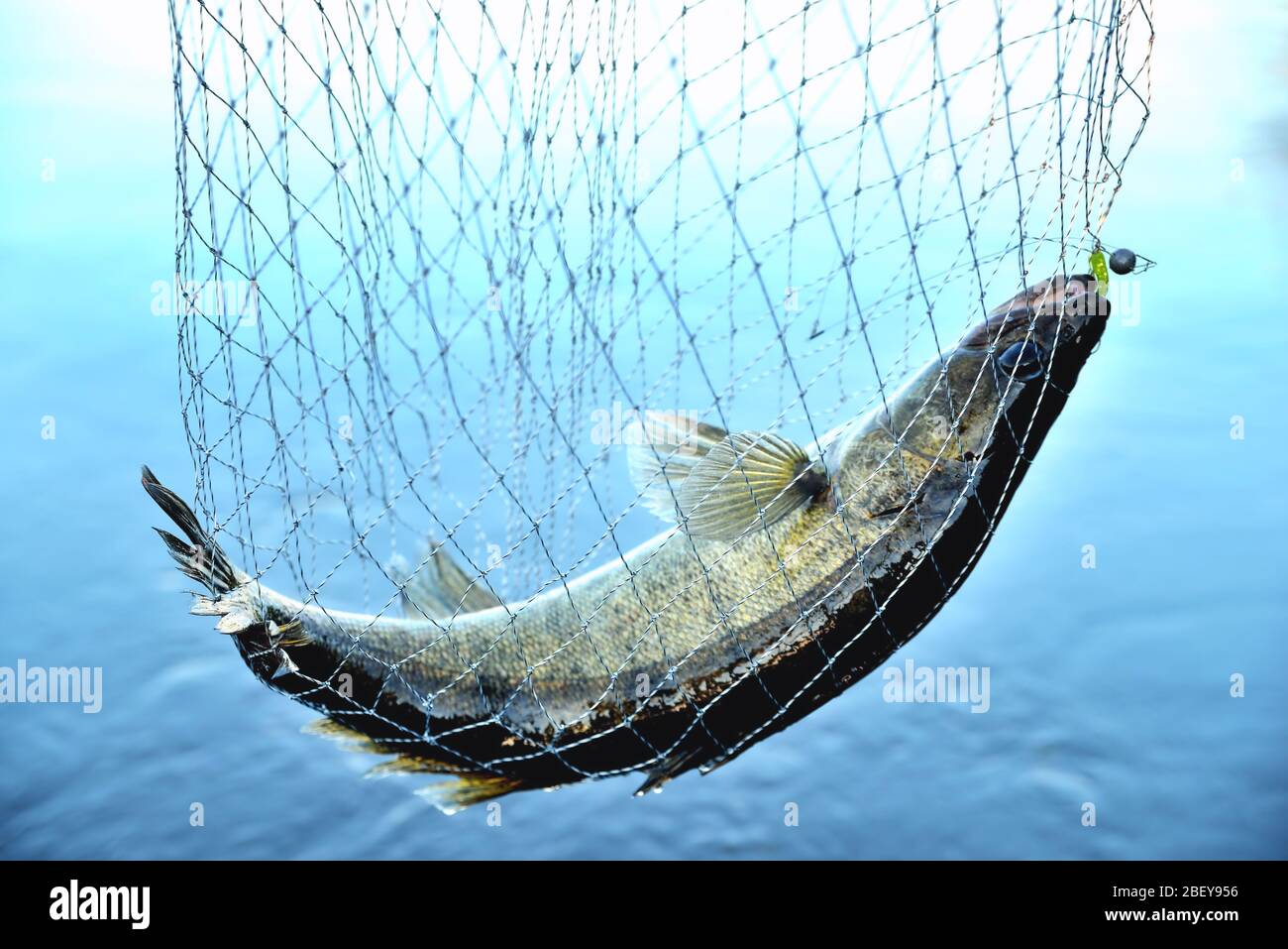 fish caught in the net against the background of water, zander, predator,  close-up Stock Photo - Alamy