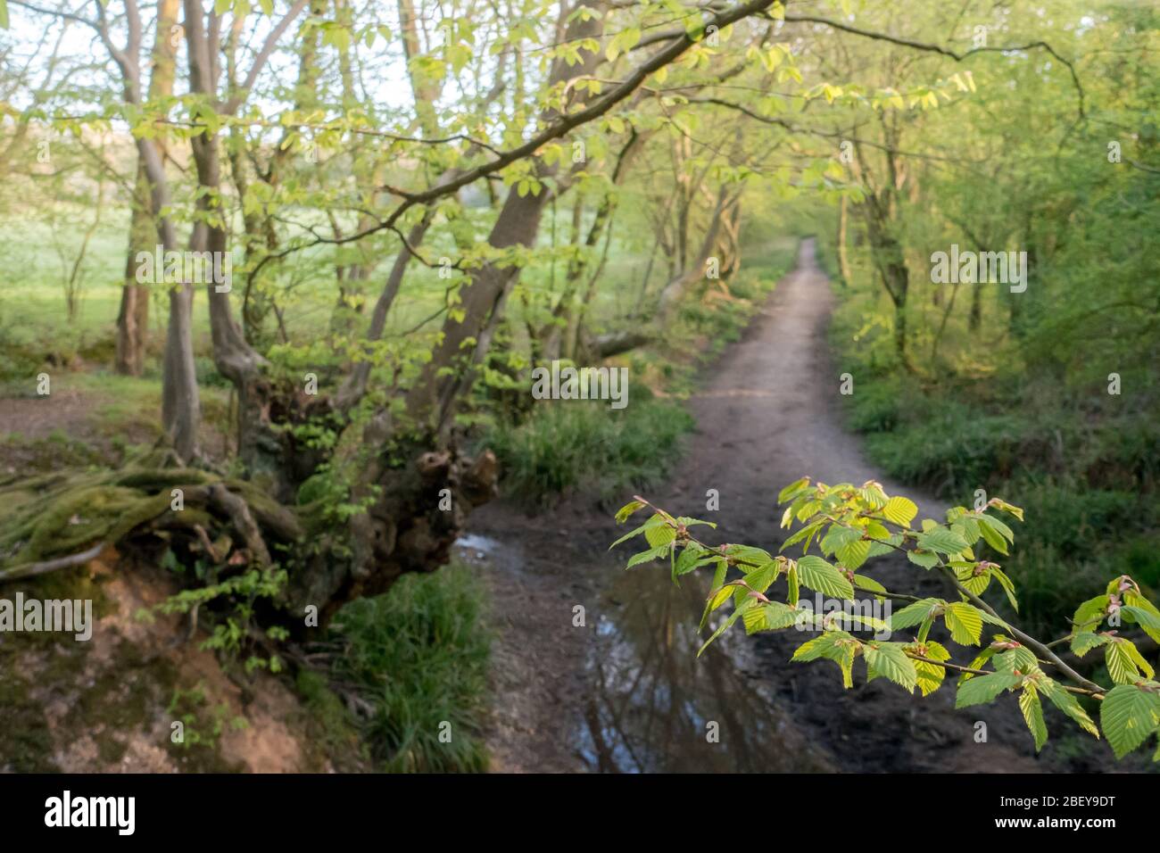 Ermine street hires stock photography and images Alamy