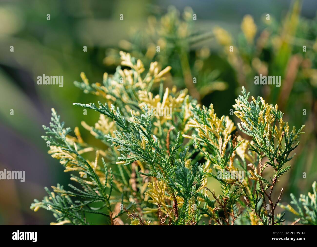 Closeup Juniperus Chinensis or Chinese Juniper Isolated on Nature Background Stock Photo