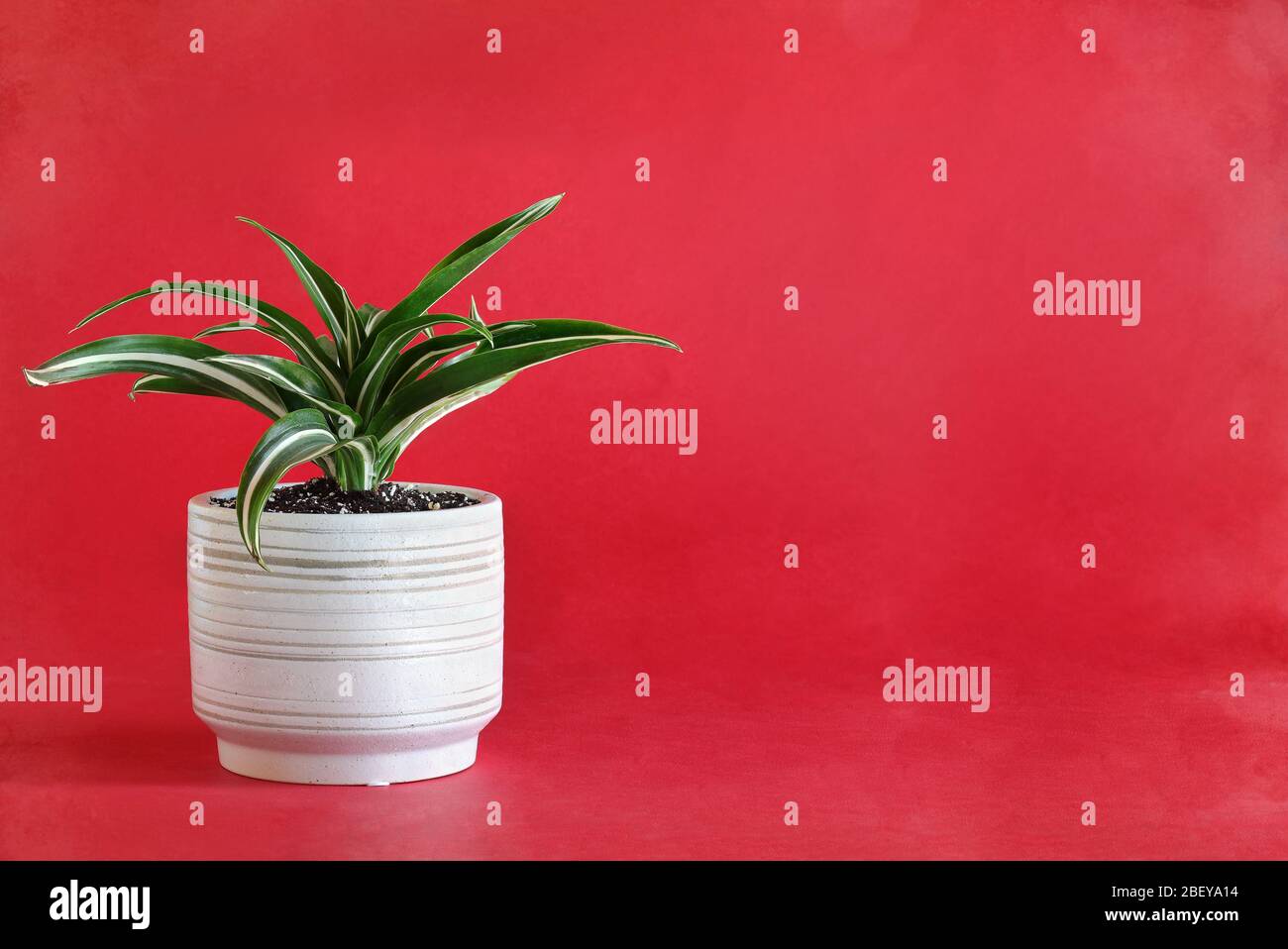 Potted White Jewel, Dracaena Deremensis, houseplant over a red background with free space for text. Stock Photo