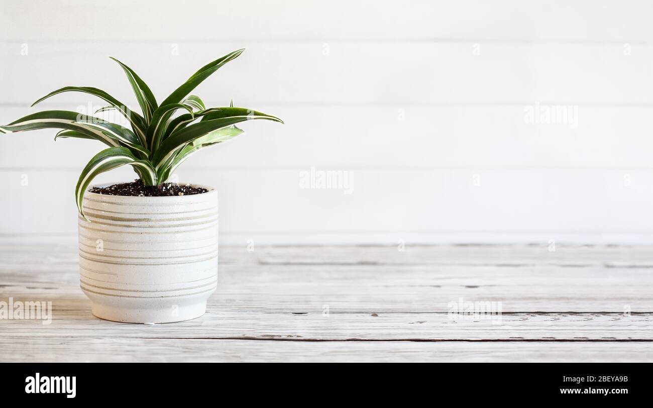 Potted White Jewel, Dracaena Deremensis, houseplant over a rustic wood table with free space for text. Stock Photo