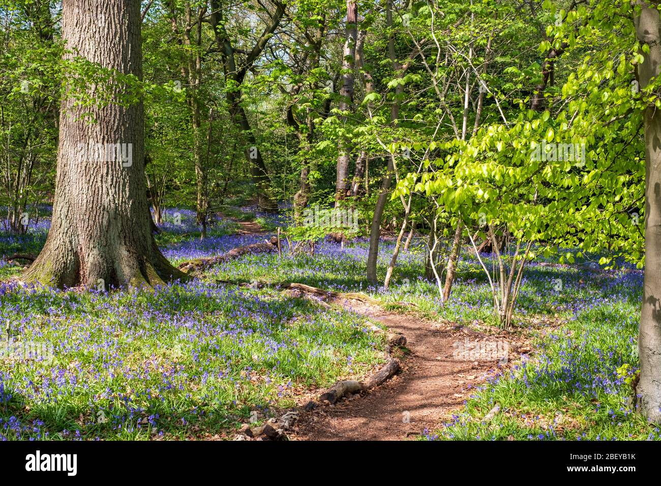 Stanmore Country Park London High Resolution Stock Photography and ...