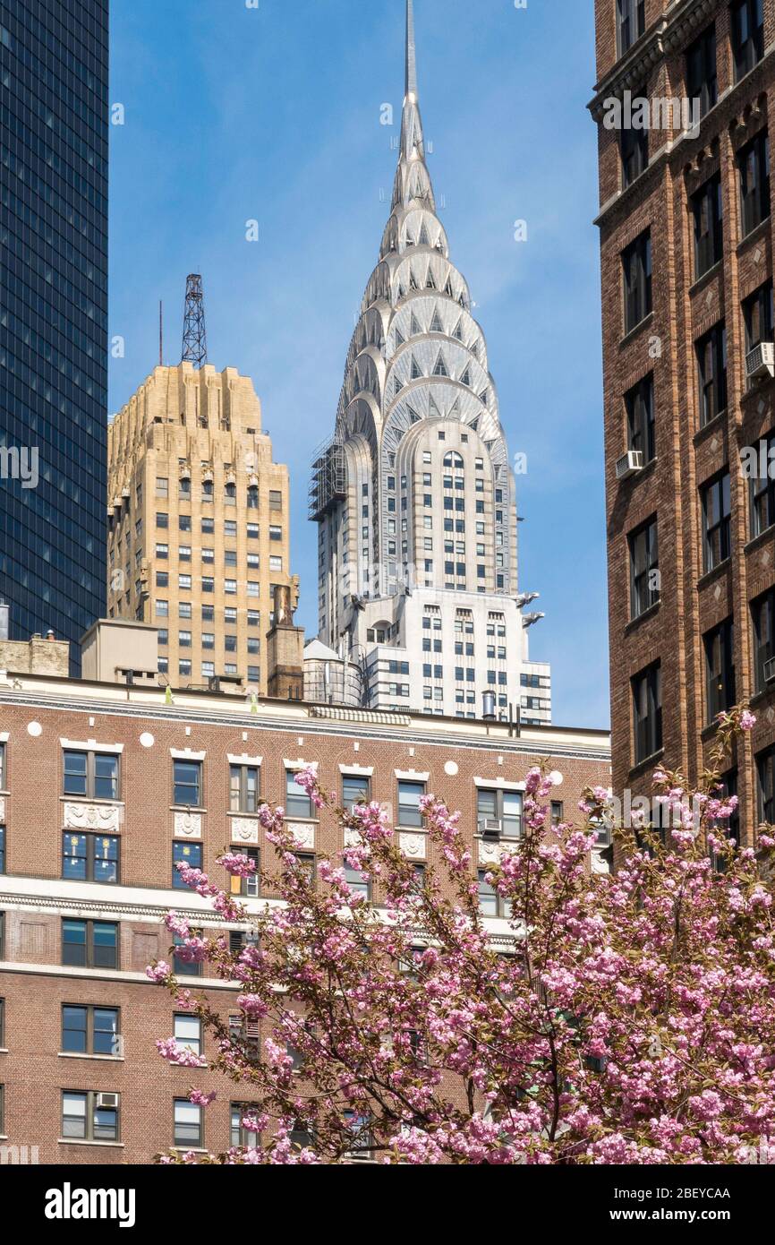 Park Avenue in Murray Hill has beautiful kwanzan cherry trees blooming
