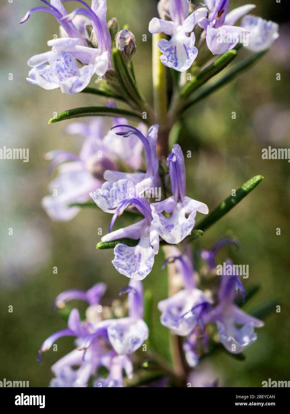 Salvia rosmarinus or rosemary plant in flower in spring Stock Photo