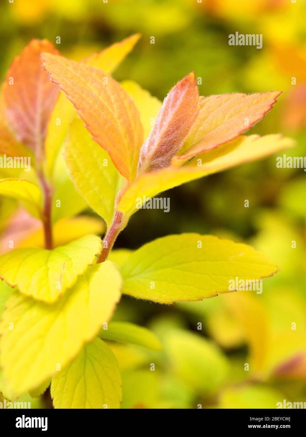 Spiraea japonica goldflame new leaves in spring Stock Photo