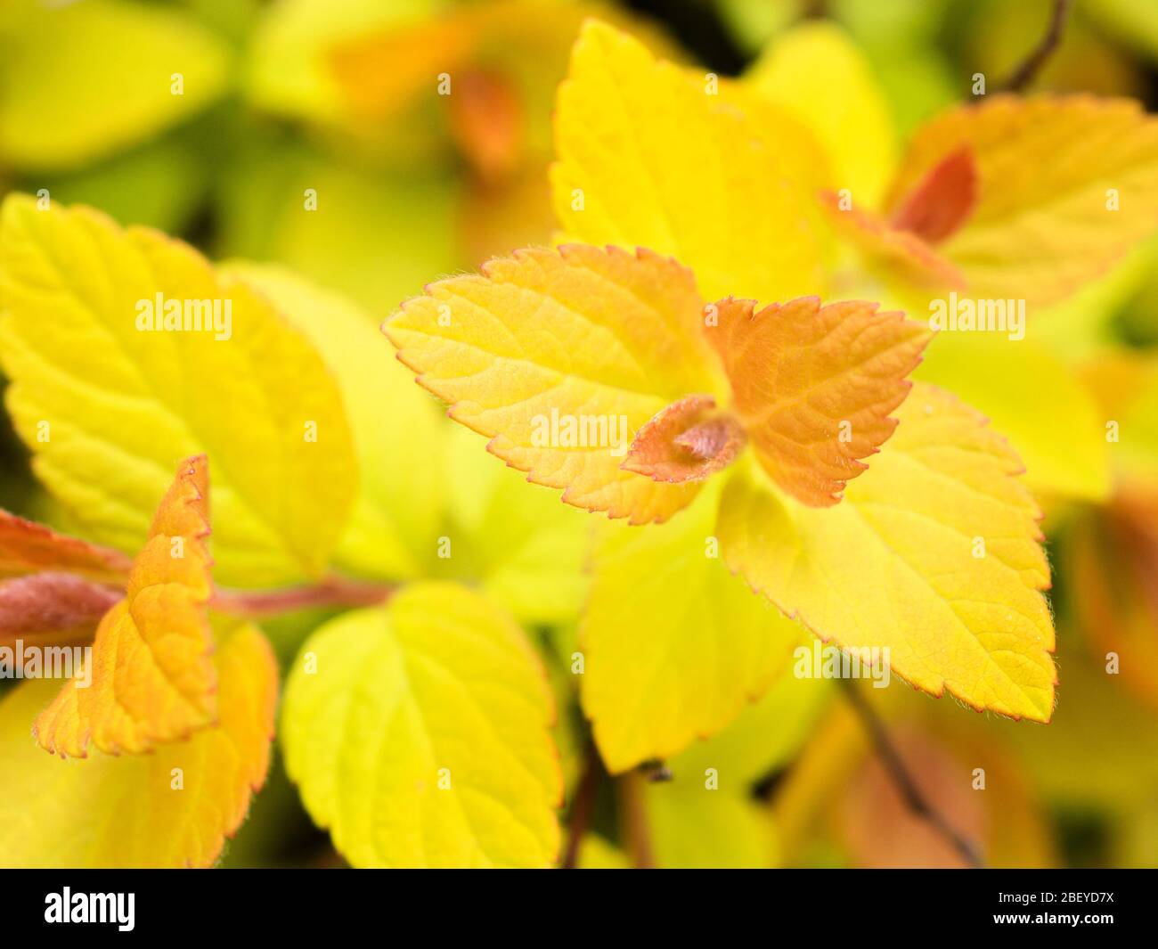 Spiraea japonica goldflame new leaves in spring Stock Photo