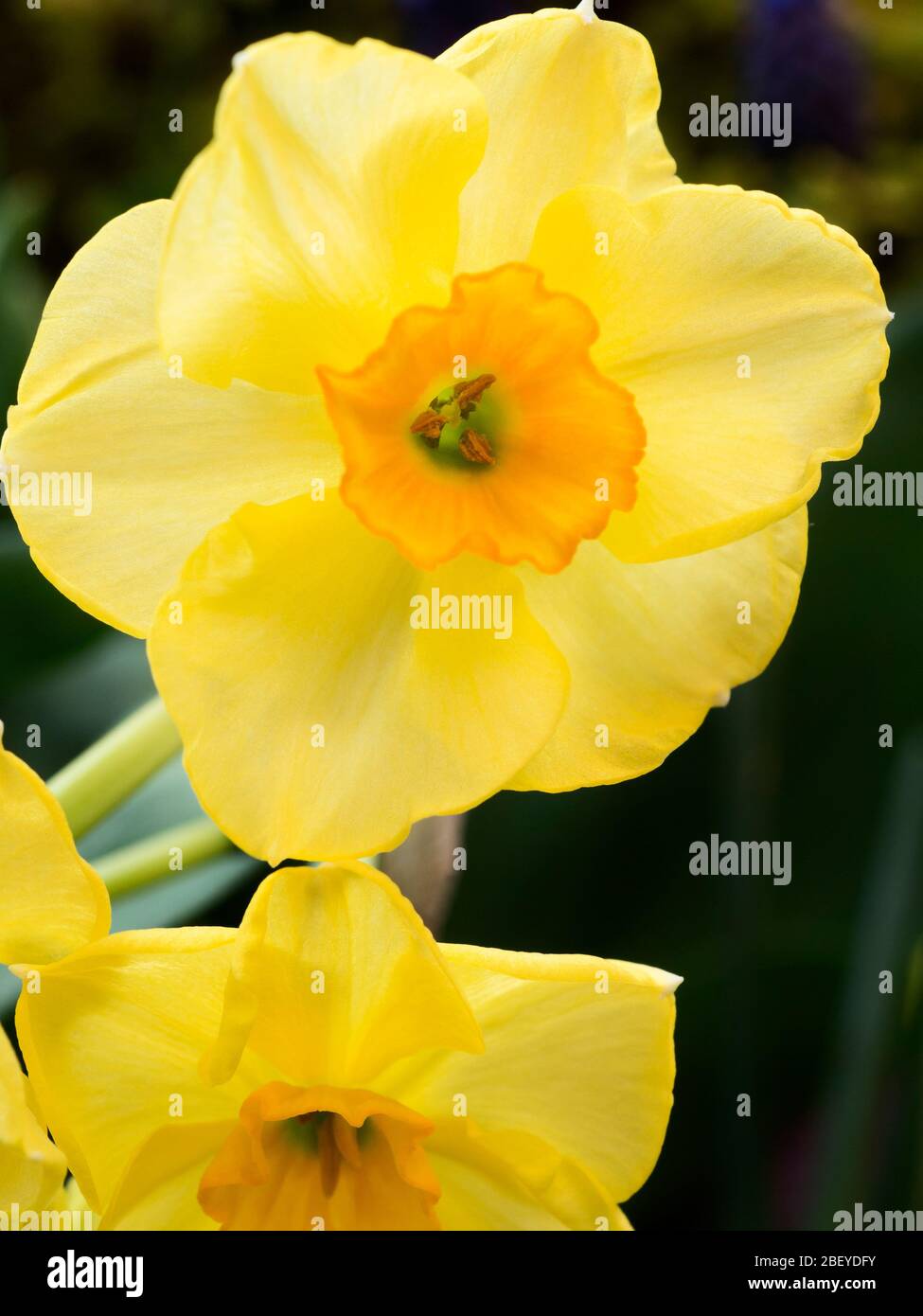 Narcissus Jonquilla Martinette daffodil in flower in spring Stock Photo