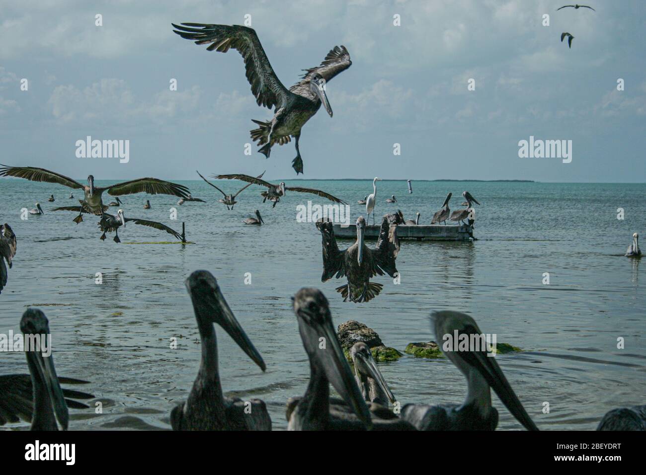 Brown pelicans flying in at feeding time Stock Photo