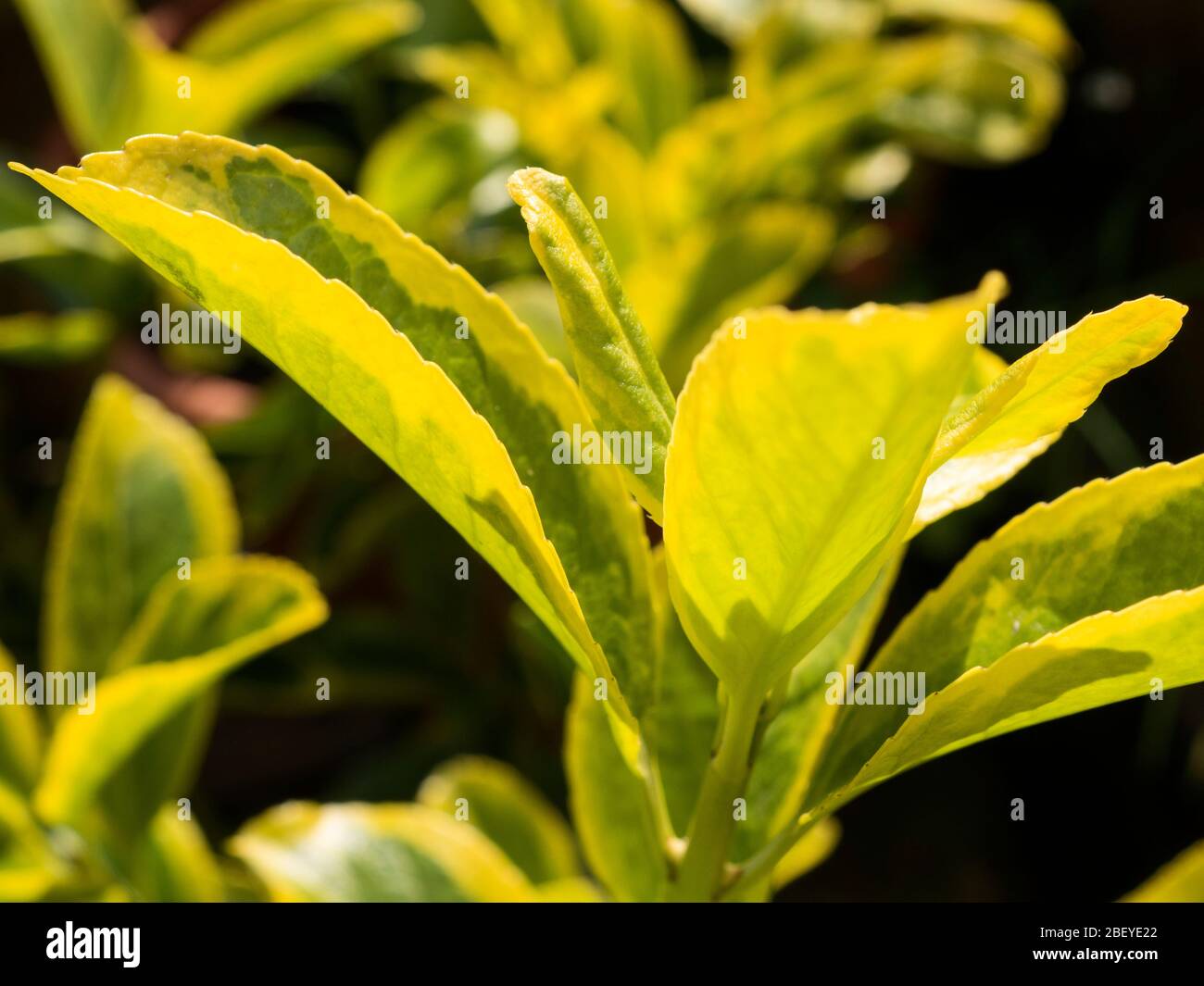 Yellow and green variegated euonymus leaves Stock Photo