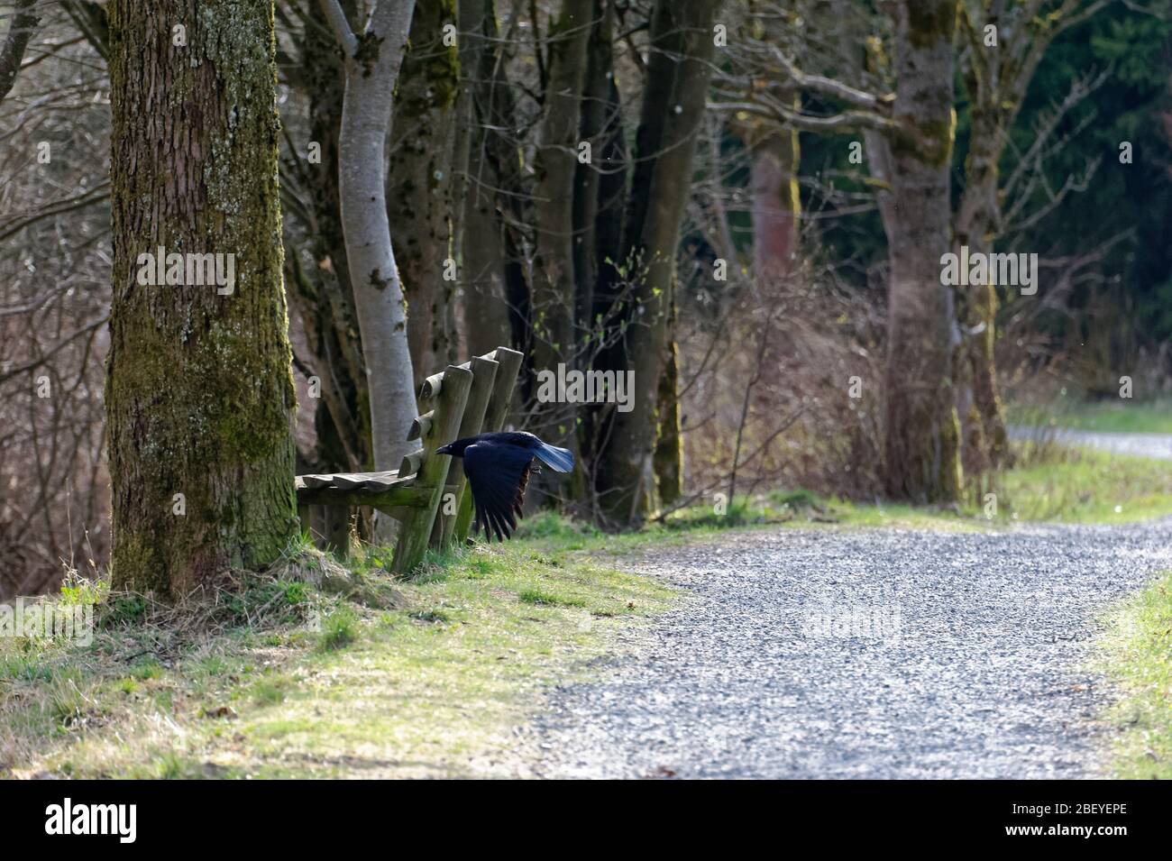 Buntenbocker Teiche,Oberharzer Wasserregal Stock Photo Alamy