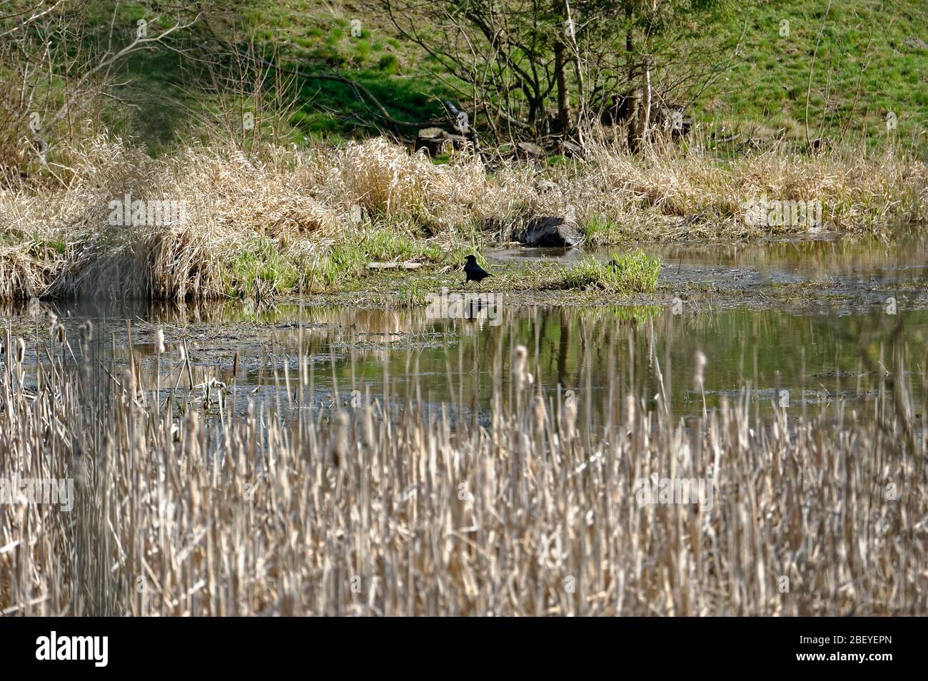 Buntenbocker Teiche,Oberharzer Wasserregal Stock Photo Alamy