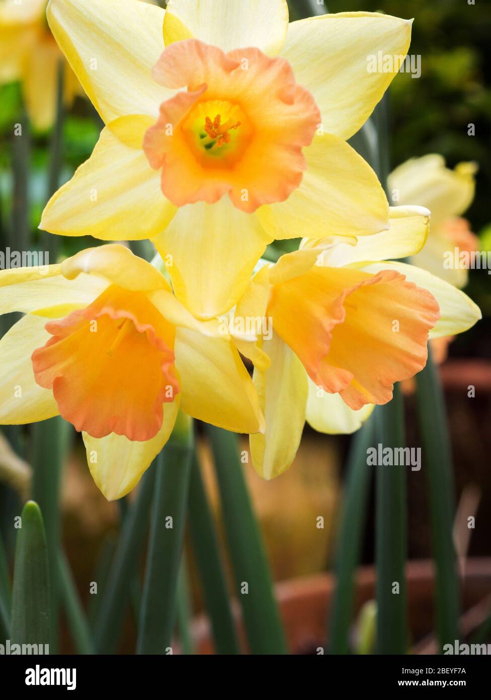 Narcissus Blushing Lady daffodil flowers in spring Stock Photo Alamy