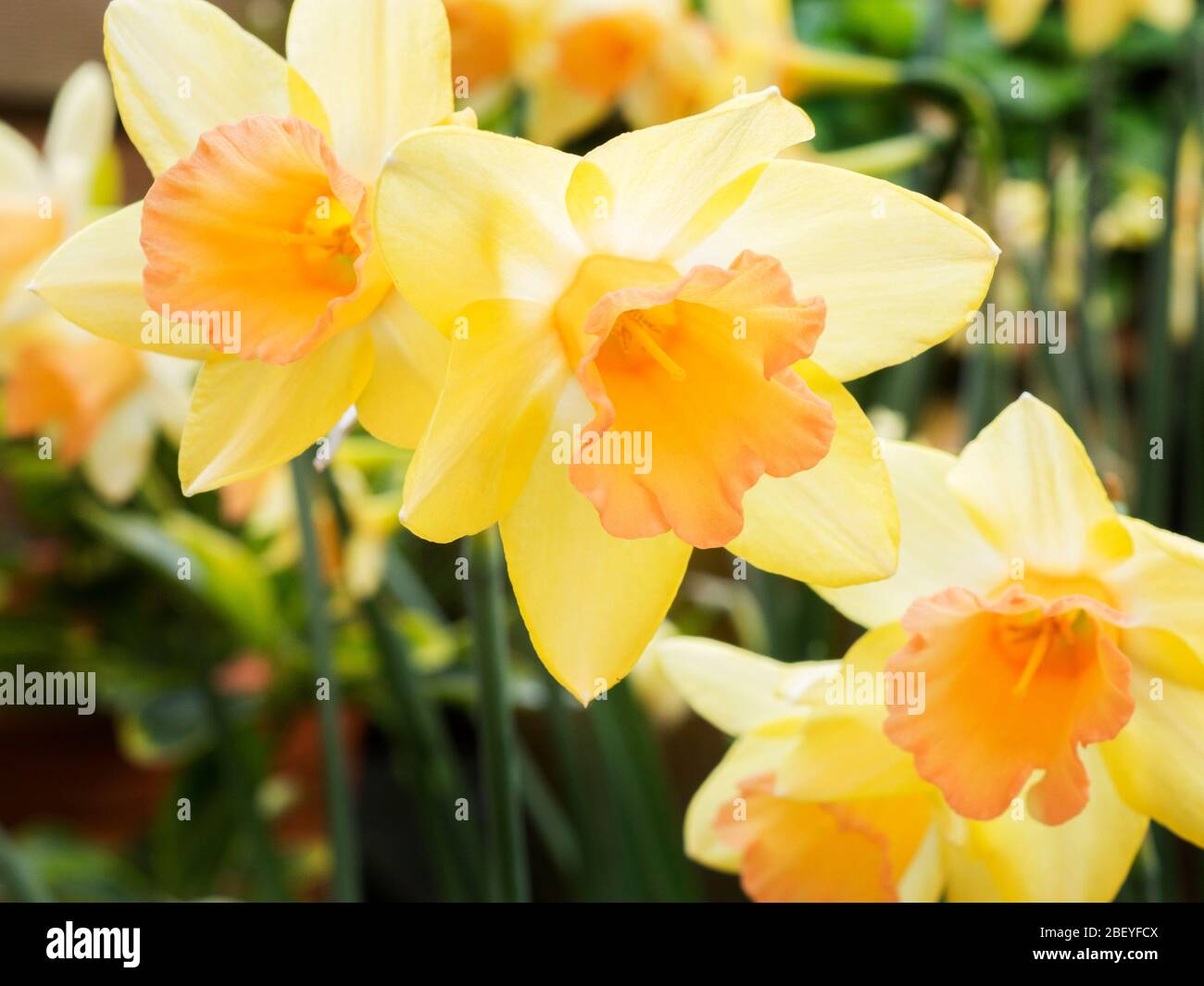 Narcissus Blushing Lady daffodil flowers in spring Stock Photo Alamy