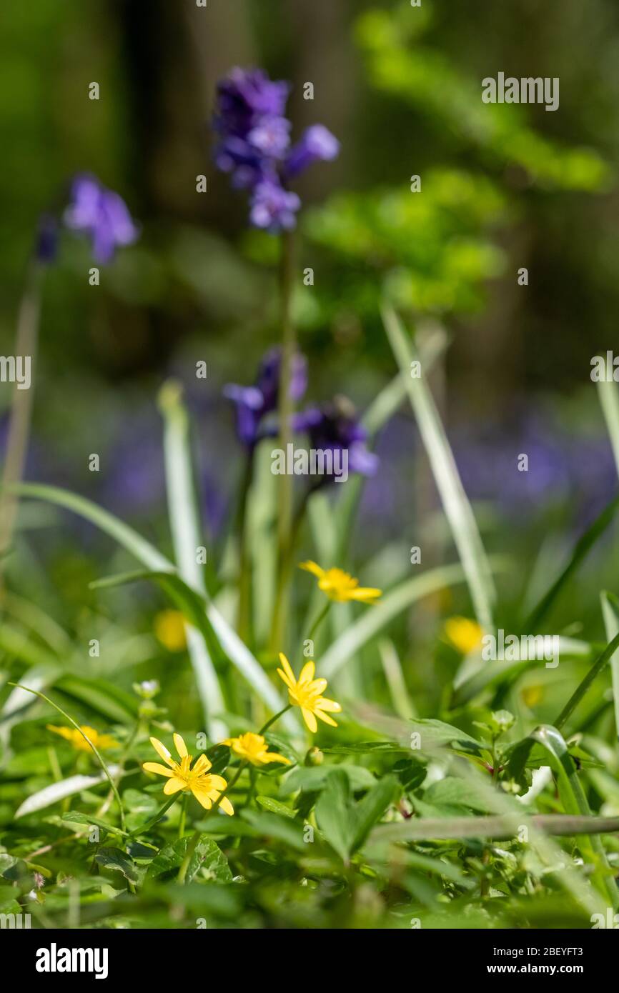 Wild yellow buttercups amidst carpet of bluebells in Bentley Priory Nature Reserve, Stanmore Middlesex UK, part of the London Loop walking trail. Stock Photo