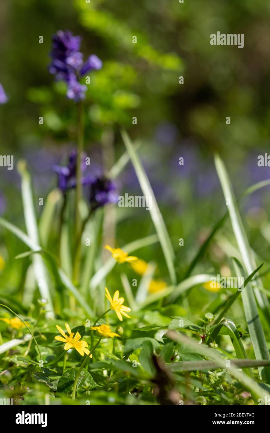 Wild yellow buttercups amidst carpet of bluebells in Bentley Priory Nature Reserve, Stanmore Middlesex UK, part of the London Loop walking trail. Stock Photo