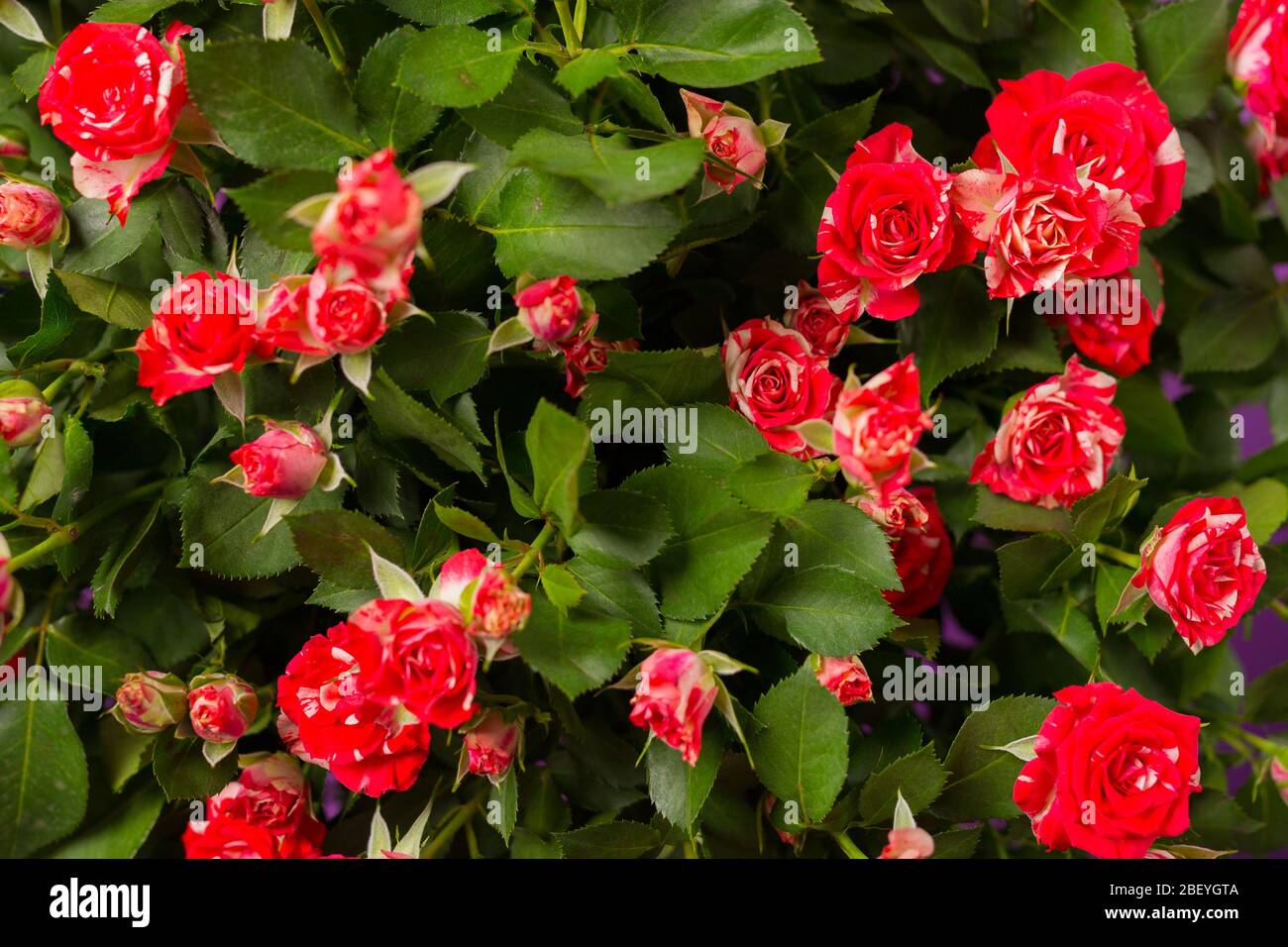 Spray roses hi-res stock photography and images - Alamy