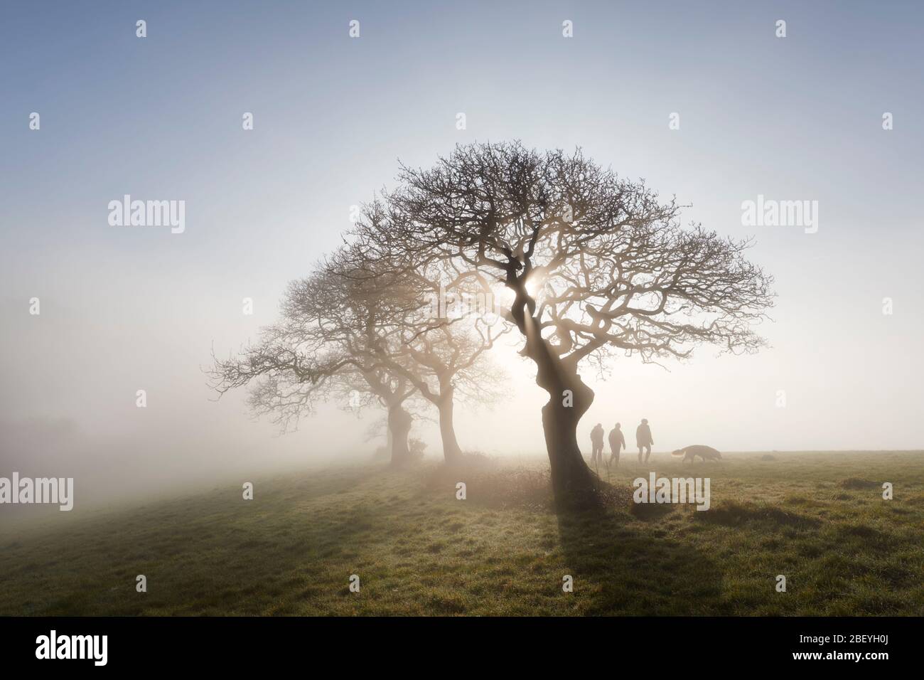 Walking with the dog on a calm misty morning Stock Photo