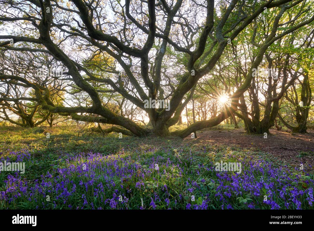 Small woodland in springtime Stock Photo